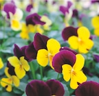 Viola Cornuta Suspension Pot 23 cm à Intermarché dans Bresle