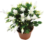 Schlumbergera en promo chez Lidl Aubervilliers à 7,99 €