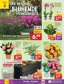 Blumen im aktuellen Netto Marken-Discount Prospekt (Hamburg) Blumen im Netto Marken-Discount Prospekt "Aktuelle Angebote" mit 60 Seiten (Hamburg)