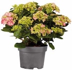 Aktuelle Hortensie Angebote bei Lidl in Dortmund Aktuelles Gartenhortensien Angebot bei Lidl in Dortmund ab 5,99 €