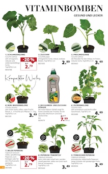 Paprika im Dehner Garten-Center Prospekt "GRÜNE OASE" mit 16 Seiten (Ulm)
