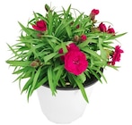 Gartennelke bei Penny im Prospekt "" für 3,33 €