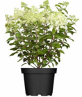 Rispenhortensie im Angebot bei OBI in Arnsberg Rispenhortensie Angebote bei OBI Arnsberg für 17,99 €