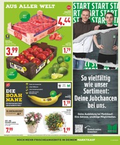 Aktueller Marktkauf Prospekt mit Balkonpflanzen, "Aktuelle Angebote", Seite 3