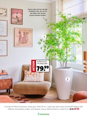 Aktueller Moubis Pflanzenhof Prospekt mit Kuchen, "Bring Schwung in dein Zuhause", Seite 6