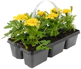 Tagetes Angebote bei REWE Halle für 3,99 €