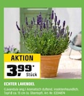 ECHTER LAVENDEL Angebote bei OBI Heilbronn für 3,99 €
