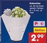 Kalanchoe im Angebot bei Netto Marken-Discount in Warendorf Kalanchoe Angebote bei Netto Marken-Discount Warendorf für 2,99 €