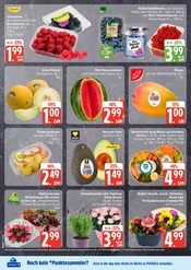 Ähnliche Salatpflanze Angebote im Prospekt "Top Angebote" von EDEKA in Rostock Ähnliche Angebote wie Salatpflanze im Prospekt "Top Angebote" auf Seite 8 von EDEKA in Rostock