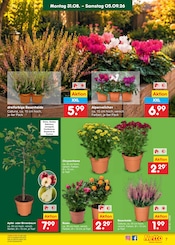 Blumen im Netto Marken-Discount Prospekt in Pinneberg Aktueller Netto Marken-Discount Prospekt mit Blumen, "Aktuelle Angebote", Seite 9