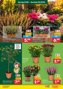 Blumen im aktuellen Netto Marken-Discount Prospekt (Hamburg) Blumen im Netto Marken-Discount Prospekt "Aktuelle Angebote" mit 66 Seiten (Hamburg)