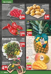 EDEKA Pflanzen im Prospekt 