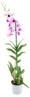 Orchideen im Angebot bei REWE in Mettmann Orchideen Angebote von REWE Beste Wahl bei REWE Mettmann für 7,77 €