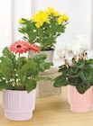 Plante fleurie - Super U à Nancy Plante fleurie en promo chez Super U Nancy à 6,99 €