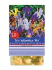 Iris hollandica Mischung Angebote bei Lidl Eisenach für 1,49 €
