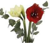 1er Amaryllis von  im aktuellen EDEKA Prospekt für 2,99 €