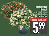 Margeriten Busch  im aktuellen EDEKA Prospekt für 5,99 €