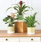 Promo PLANTE FLEURIE à 7,99 € dans le catalogue U Express à Saint-Rémy-de-Provence