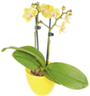 Calluna im aktuellen Kaufland Prospekt