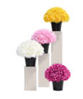 Pot chrysanthèmes - Gifi à Malakoff Pot chrysanthèmes en promo chez Gifi Malakoff à 14,99 €