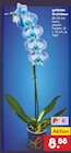 gefärbte Orchideen Angebote bei Netto Marken-Discount Bremerhaven für 8,88 €