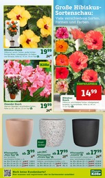 Oleander Angebot im aktuellen Pflanzen Kölle Prospekt auf Seite 11