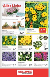 Kletterpflanzen Angebot im aktuellen Hellweg Prospekt auf Seite 24