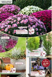 Pflanzen im aktuellen Garten-Center Nordharz GmbH & Co. KG Prospekt (Hannover) Pflanzen im Garten-Center Nordharz GmbH & Co. KG Prospekt "HERBSTZAUBER" mit 12 Seiten (Hannover)