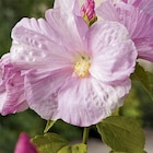 Hibiscus palustris pot de 3 litres - BOTANIC® - Botanic Hibiscus palustris pot de 3 litres - BOTANIC® à 25,99 € dans le catalogue Botanic