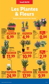 Laurier Rose Angebote im Prospekt "Offres Flash !" von Lidl Laurier Rose Angebote im Prospekt "Offres Flash !" von Lidl auf Seite 33
