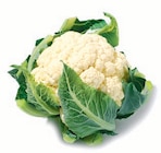 Blumenkohl bei Netto mit dem Scottie im Prospekt "" für 1,49 €