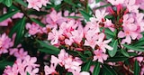 Laurier rose en promo chez LaMaison.fr Tours à 9,95 €