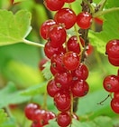 Thomas Philipps Bühl - Johannisbeeren Angebot im Prospekt Johannisbeeren bei Thomas Philipps im Bühl Prospekt für 2,99 €