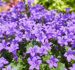 Polster-Glockenblume Campanula von Kölles Beste für 7,99 € bei Pflanzen Kölle im Angebot Polster-Glockenblume Campanula von Kölles Beste im aktuellen Pflanzen Kölle Prospekt