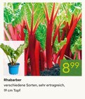 Rhabarber im aktuellen Pflanzen Kölle Prospekt