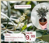 Aktuelles Olive Angebot bei Garten-Center Nordharz GmbH & Co. KG in Wolfsburg ab 9,99 €