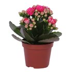 Plante d'intérieur en promo chez Carrefour Ermont à 1,49 €