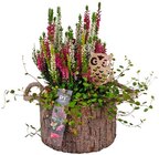 Herbstgefühle Angebote bei REWE Offenbach für 11,49 €