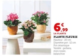 Plante Fleurie - La Plante dans le catalogue Hyper U