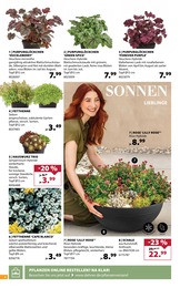 Dehner Garten-Center Sukkulente im Prospekt 