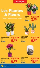 Offre Plante En Pot dans le catalogue Lidl du moment à la page 28