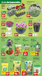 Thomas Philipps Brombeeren im Prospekt 