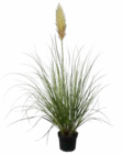 Pampasgras im aktuellen OBI Prospekt