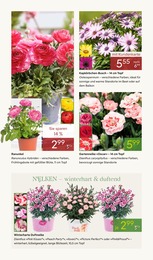 Pflanzen Kölle Kochtopf im Prospekt 