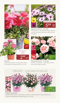 Blumen im Pflanzen Kölle Prospekt "BLÜHENDE OSTERZEIT" mit 14 Seiten (Potsdam)