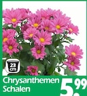 Aktuelles Chrysanthemen Schalen Angebot bei Wreesmann in Dresden ab 5,99 €