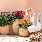 Aktuelle Blumentopf Angebote bei Dehner Garten-Center in Duisburg Aktuelles Sonnenhut Angebot bei Dehner Garten-Center in Duisburg ab 9,99 €