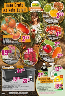 Paprika im Hornbach Prospekt "Dein Wille verlegt Deine Terrasse." mit 31 Seiten (Ulm)