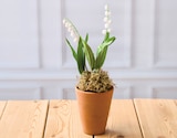 Muguet  2 Griffes - U en promo chez Super U Mérignac à 3,91 €