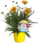 Penny Bentwisch - Bienenstaude Angebot im Prospekt Bienenstaude bei Penny im Bentwisch Prospekt für 2,49 €